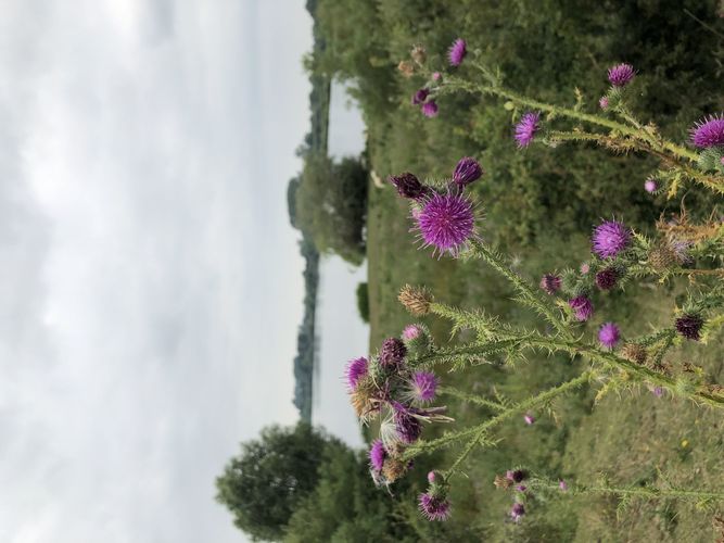 Rangerkamp 15-19 juli 2019