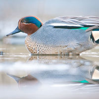 Thuisblijvers en wintergasten in Schulensbroek Thuisblijvers en wintergasten in Schulensbroek