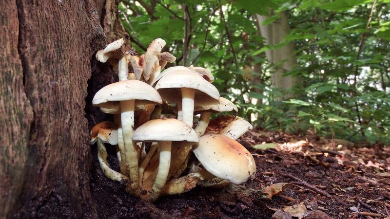 Cursus Weetjes en verhalen over paddenstoelen Cursus Weetjes en verhalen over paddenstoelen