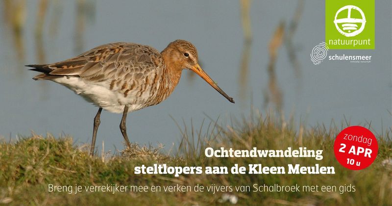 Steltlopers aan de Kleen Meulen