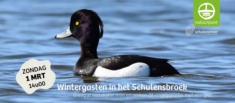 Wintergasten in het Schulensbroek
