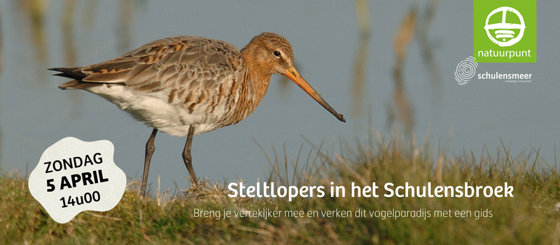 Steltlopers in het Schulensbroek