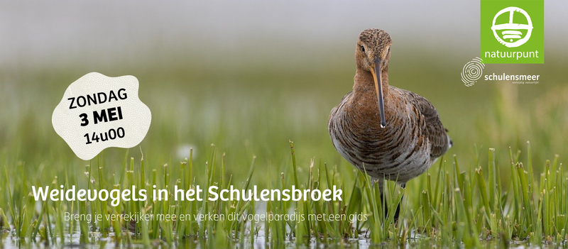 Weidevogels in het Schulensbroek