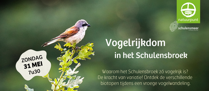 Vogelrijkdom van het Schulensbroek