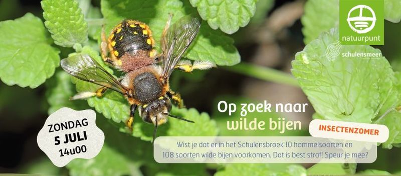 De Insectenzomer | Op zoek naar wilde bijen in het Schulensbroek