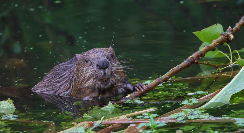 Cursus Zoogdieren Cursus Zoogdieren