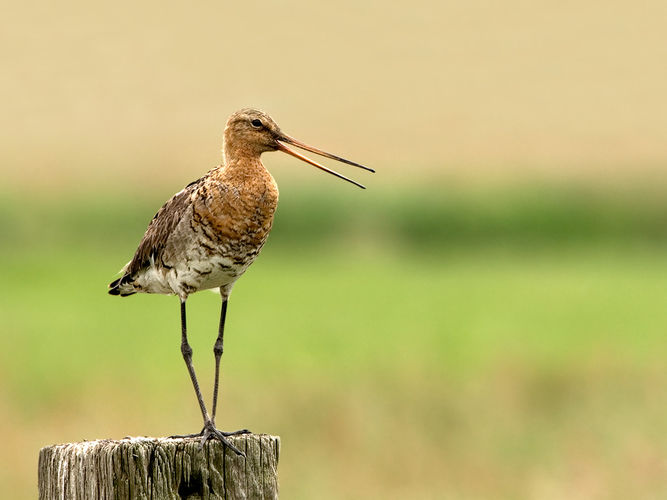 24 uren vogels spotten