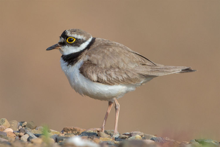 24 uren vogels spotten