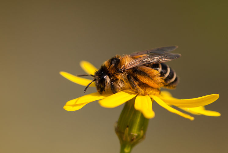 De Insectenzomer | op zoek naar wilde bijen in het Schulensbroek