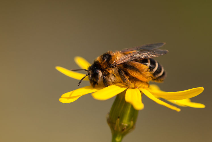 De Insectenzomer | op zoek naar wilde bijen in het Schulensbroek De Insectenzomer | op zoek naar wilde bijen in het Schulensbroek