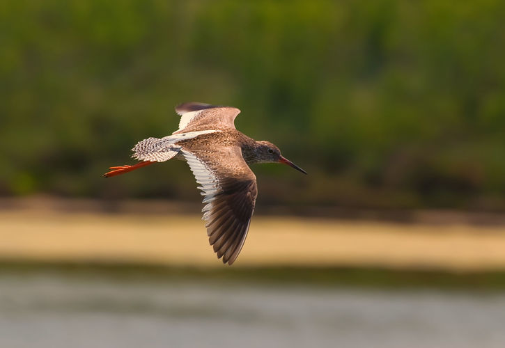 24 uren vogels spotten in het Schulensbroek