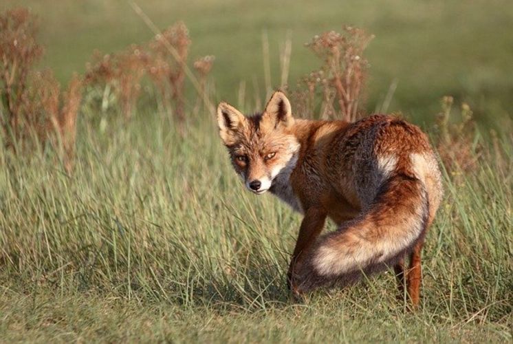 Cursus Zoogdieren Cursus Zoogdieren