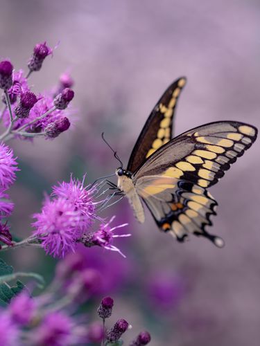 Cursus INSECTEN Cursus INSECTEN