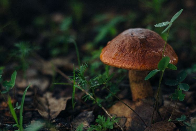 Cursus Weetjes en verhalen over paddenstoelen (3 sessies) - Sessie 1