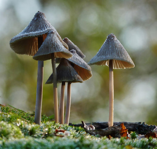 Cursus: Weetjes en verhalen over paddenstoelen