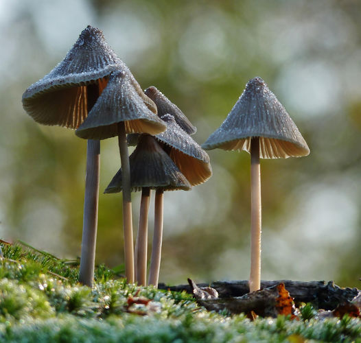 Cursus Weetjes en verhalen over paddenstoelen Cursus Weetjes en verhalen over paddenstoelen