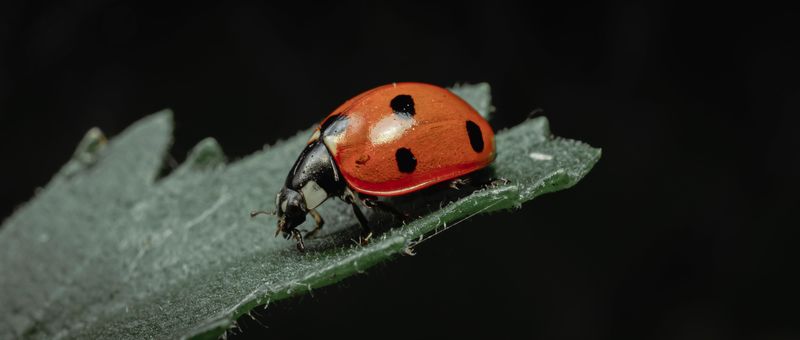 Cursus INSECTEN Cursus INSECTEN