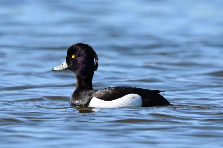 24 uren vogels spotten in het Schulensbroek