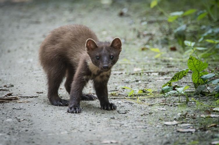 Cursus Zoogdieren Cursus Zoogdieren