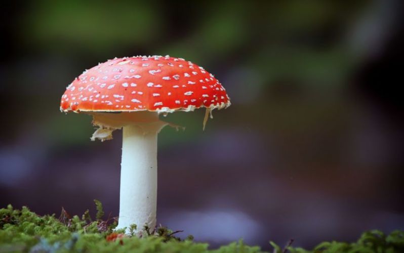 Cursus Weetjes en verhalen over paddenstoelen Cursus Weetjes en verhalen over paddenstoelen
