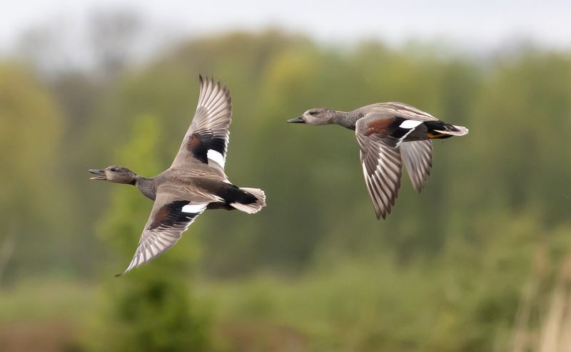 24 uren vogels spotten