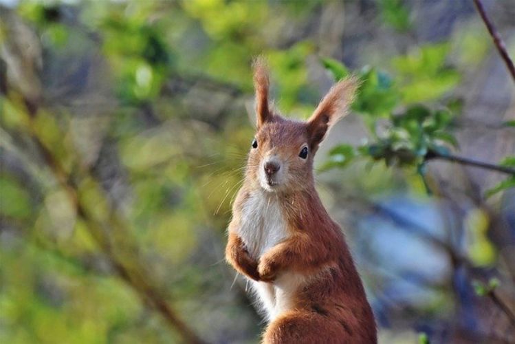 Cursus Zoogdieren Cursus Zoogdieren