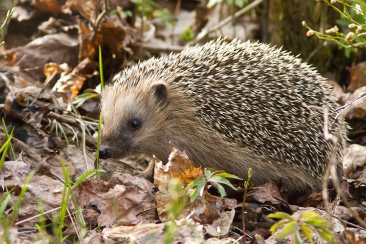Cursus Zoogdieren Cursus Zoogdieren