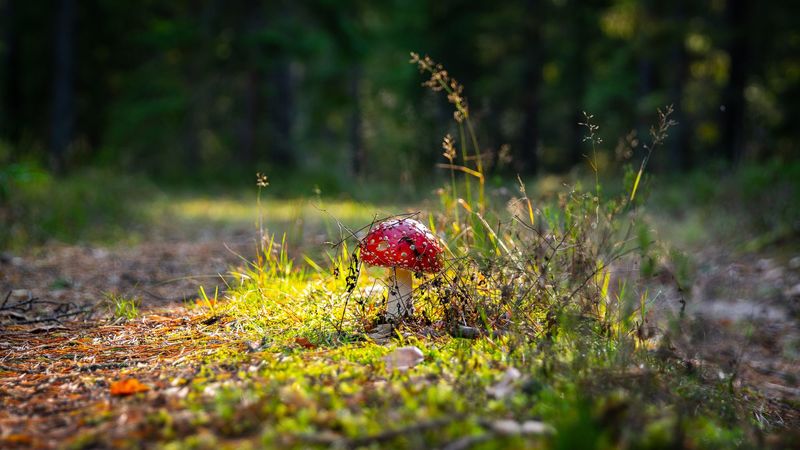 Cursus Weetjes en verhalen over paddenstoelen (3 sessies) - Sessie 1