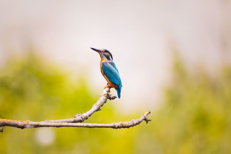 24 uren vogels spotten