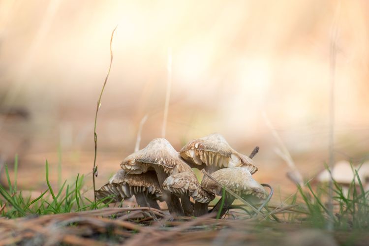 Cursus Weetjes en verhalen over paddenstoelen (3 sessies) - Sessie 1