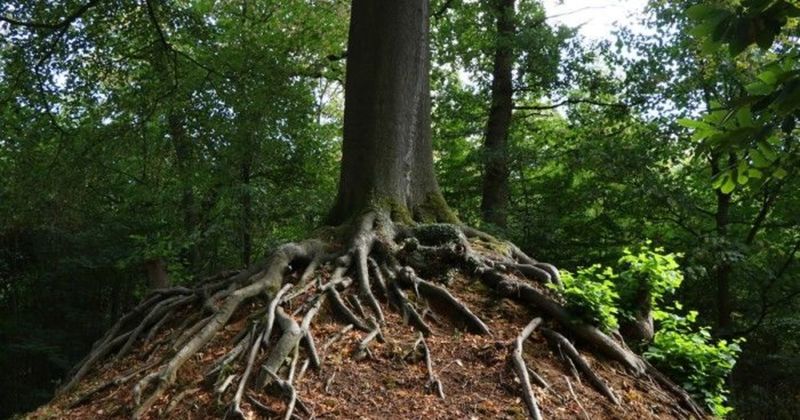 Historische bomenwandeling Historische bomenwandeling