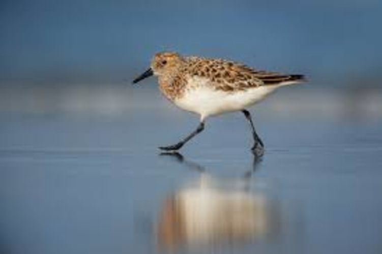 24 uren vogels spotten