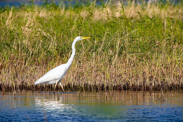 24 uren vogels spotten in het Schulensbroek