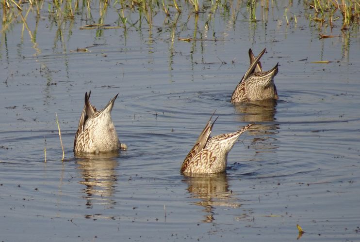 24 uren vogels spotten in het Schulensbroek