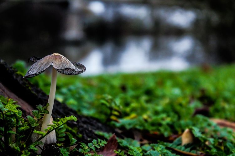 Cursus Weetjes en verhalen over paddenstoelen (3 sessies) - Sessie 1