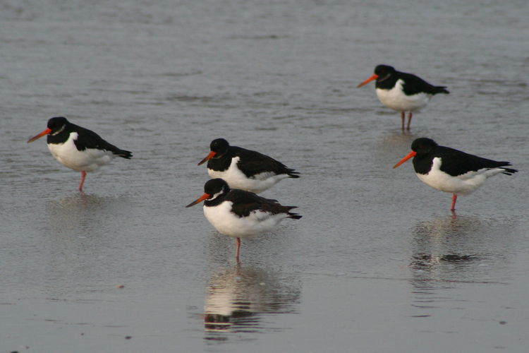 24 uren vogels spotten