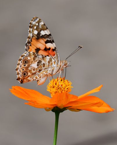 Cursus INSECTEN Cursus INSECTEN