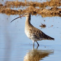 Wandeling Weidevogels in Schulensbroek