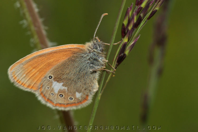 START 3 MEI | cursus natuurfotografie voor groentjes