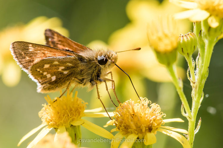 START 3 MEI | cursus natuurfotografie voor groentjes