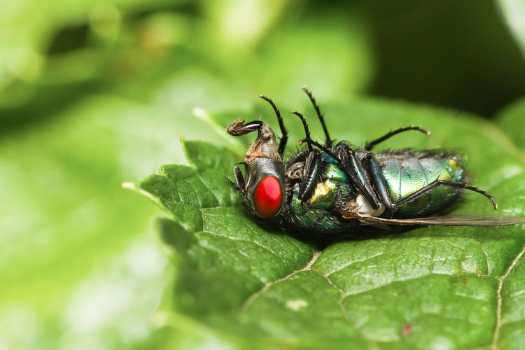 START 3 MEI | cursus natuurfotografie voor groentjes