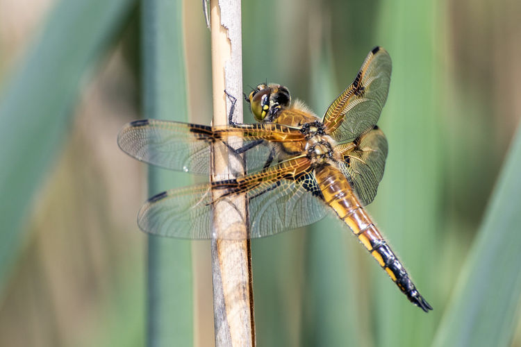 START 3 MEI | cursus natuurfotografie voor groentjes