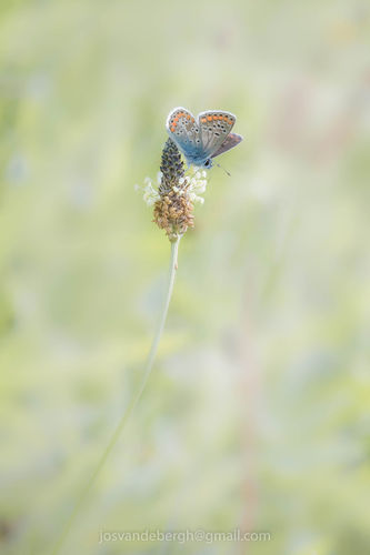 Cursus natuurfotografie voor groentjes