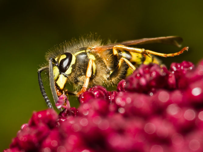 Cursus natuurfotografie voor groentjes