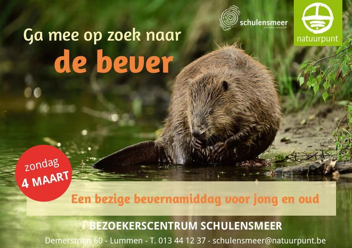 Maak kennis met onze bever