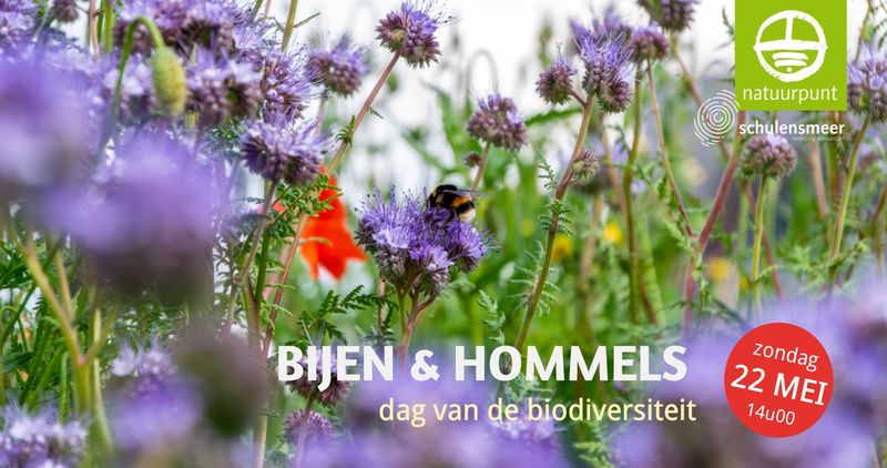 Bijen dichtbij - wandeling met gids op zondag 22 mei