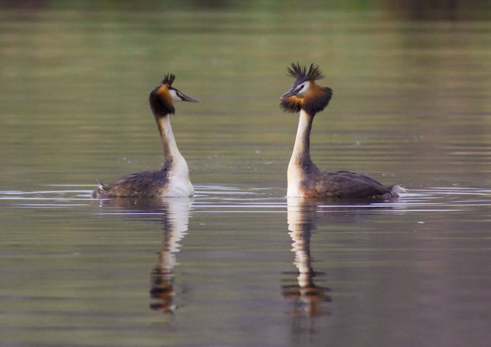 Cursus: watervogels in de winter