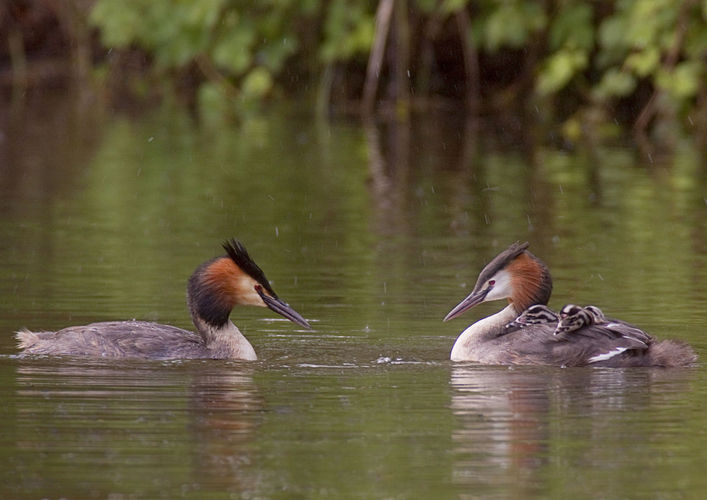 Cursus: watervogels in de winter