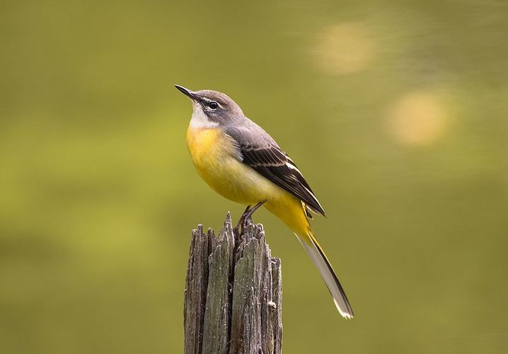 Wandeling Weidevogels in Schulensbroek