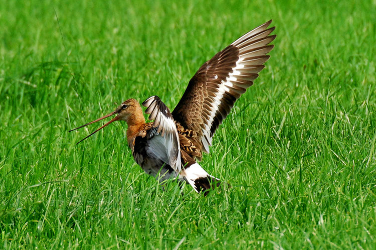 86 vogelsoorten gespot op 1 mei 2020